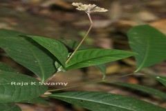 Ixora elongata